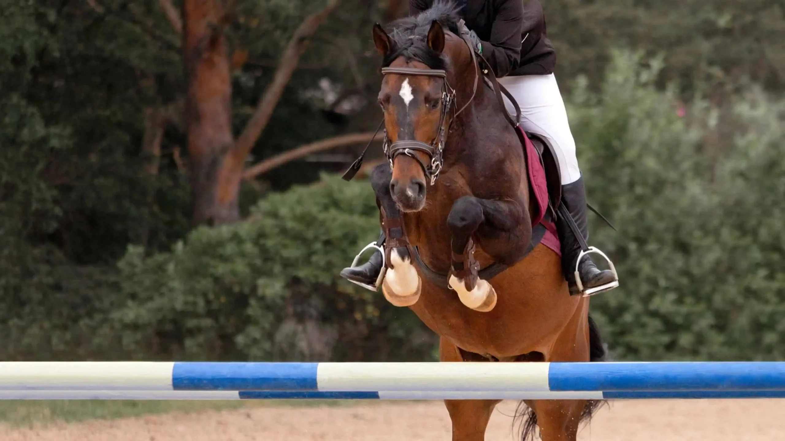 Convenient Horse Float Detailing for Melbourne Riders