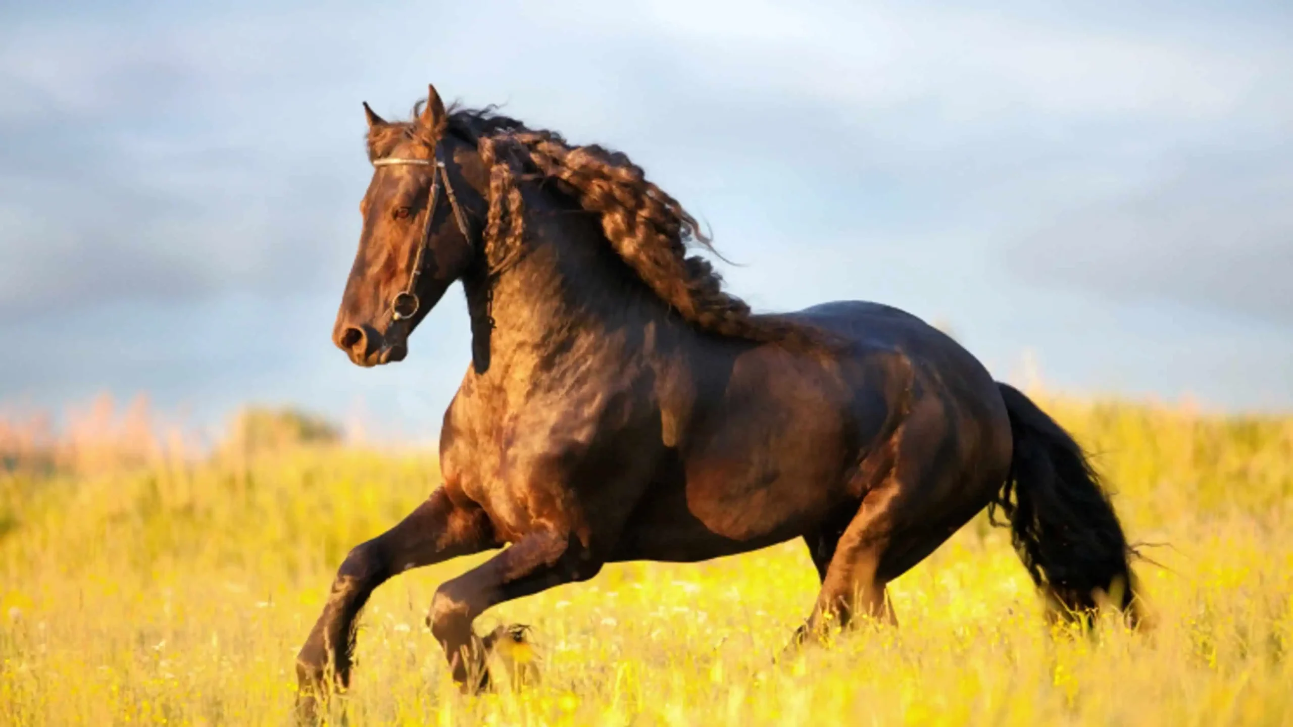 Your Horse Deserves a Cleaner Ride